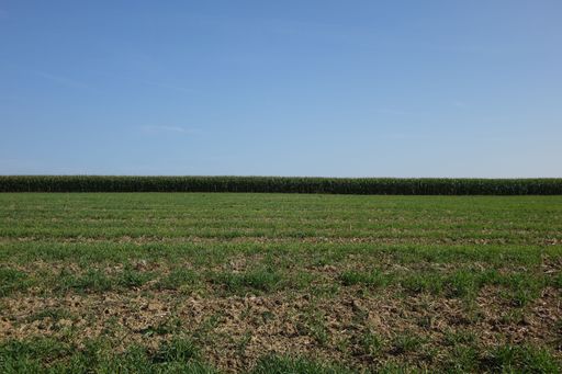 Late summer cornfield right before the harvest under a blue sky at the German French border, Steine an der Grenze, Wellingen, Merzig, Saarland, German