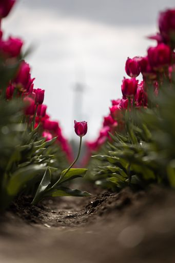 A beautiful field of red tulips in closeup. Great for phone backgrounds