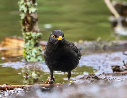 A closeup shot of blackbird standing and looking side near river in blurred background