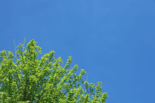 A low angle shot of bright green tree branches in a blue sky