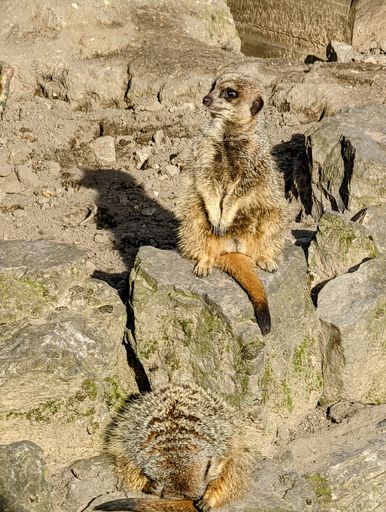 A vertical shot of meerkats (Suricata suricatta) sitting on the rock