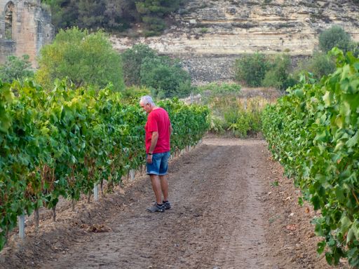 Senior farmer in a vine field wearing a red t-shirt and shorts looking at the vines. Agriculture concept