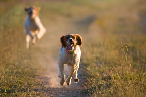 A view of cute hound dogs running across the field on a sunny day