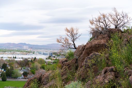 A beautiful shot of leafless trees growing rocks in the background of buildings in Reno, Nevada