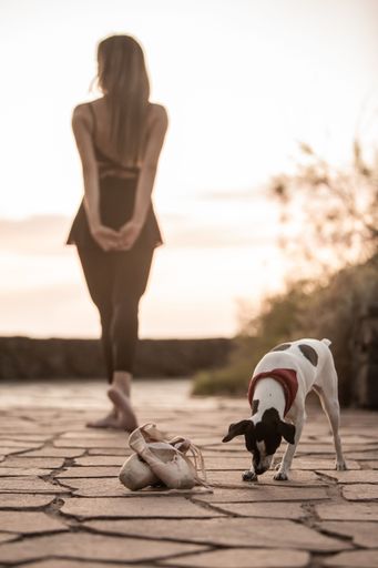 A vertical shot of a ballerina with a neat figure and the Jack Russell terrier near pointe shoes