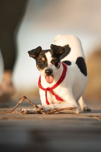 A vertical shot of a beautiful Jack Russell terrier with a red scarf playing with a stick