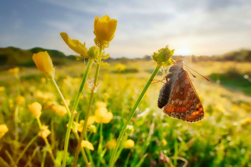 Female Marsh Fritillary catches early morning sun while resting amongst buttercups
