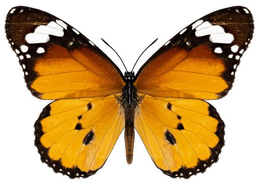 Butterfly species Danaus chrysippus, trivial name: plain tiger butterfly