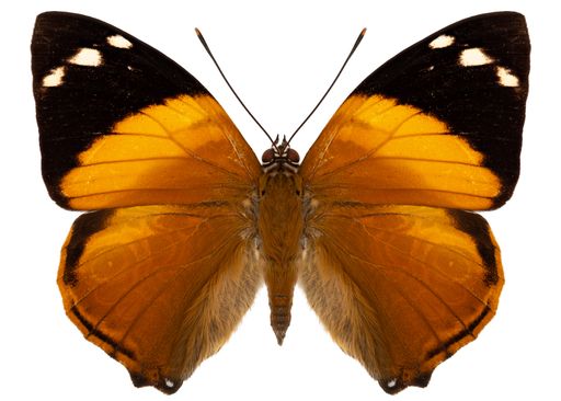 Butterfly species Smyrna blomfildia, trivial name: Blomfild's beauty