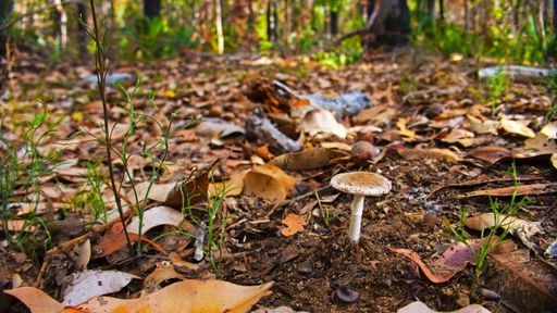 Mushroom on the floor of a Karri forest.