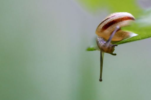 A selective focus of a snail with a white and brown shell sliding on a leaf