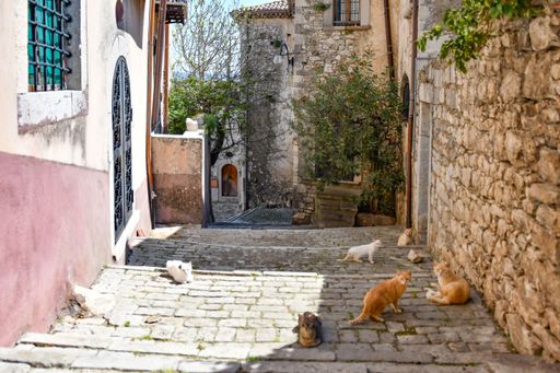 The cats on narrow alley between medieval stone buildings in Morcone, Benevento, Italy