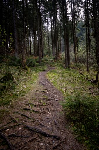 A vertical shot of a narrow path in a pine forest in the evening