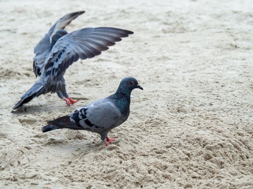 A closeup shot of gray pigeons on a sandy beach