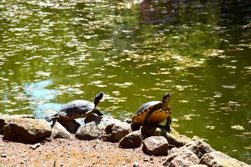 View of two tuertles by the pond in Villa Borghese in Rome