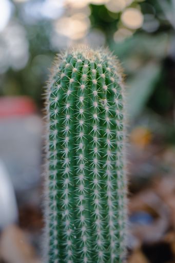 A vertical shot of the tip of a cactus with other plants blurred in the background