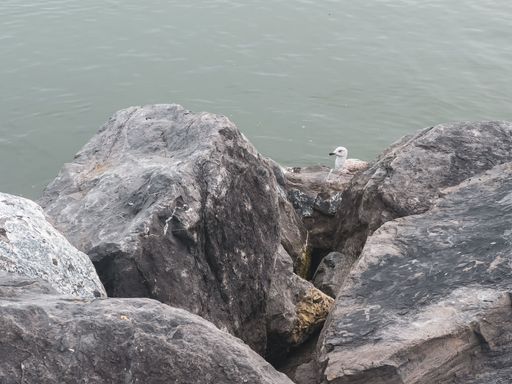 A closeup shot of a gull on big rock formations on the coast of the sea