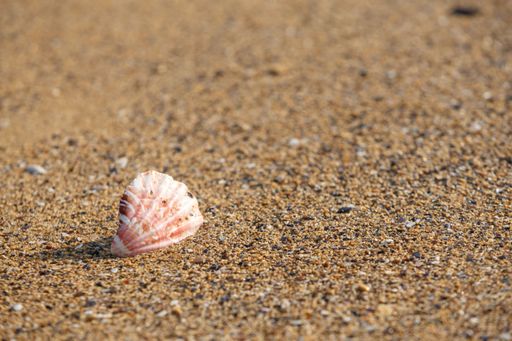 A closeup shot of a seashell on a sandy shore