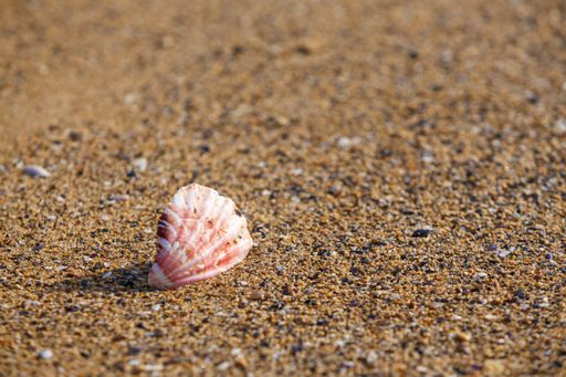 A closeup shot of seashells on a sandy shore