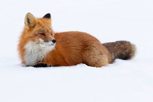 A closeup of a beautiful fox lying in the snow, looking aside