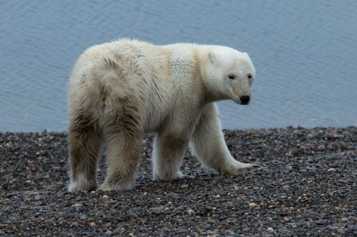 A closeup portrait of a white Polar bear walking on a pebble against blue seascape