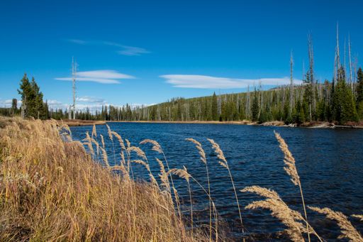A scenic view of a river flowing through its banks covered with dried grass and pine forests on a sunny day