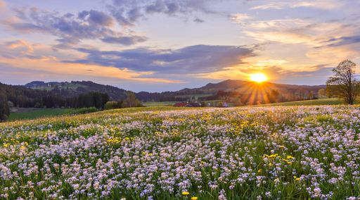 A beautiful view of the flowers on a meadow captured under the breathtaking rays of the sunset