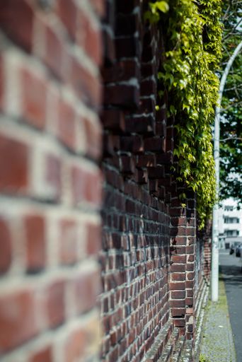 A brick wall with green plants