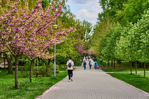 A view of people walking on a footpath between trees with pink flowers in the Rataje park