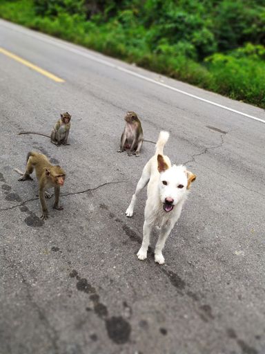 A white stray dog and three monkeys on a concrete road