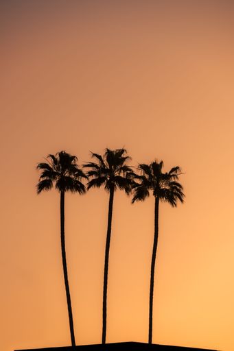 A vertical shot of silhouettes of three palm trees at sunset, California