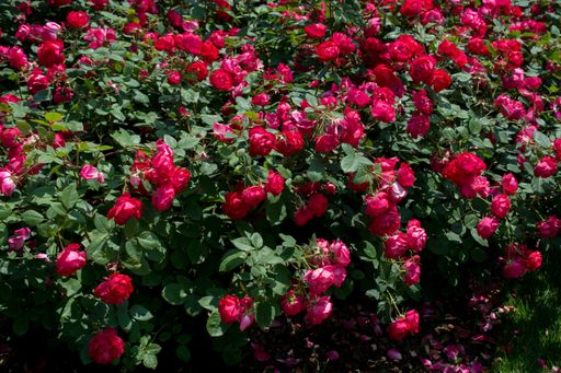 A beautiful, glorious garden of red roses