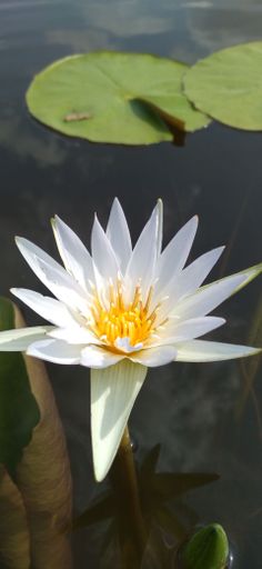 A vertical close-up of a white water lily blooming in a pond surrounded by large lotus leaves