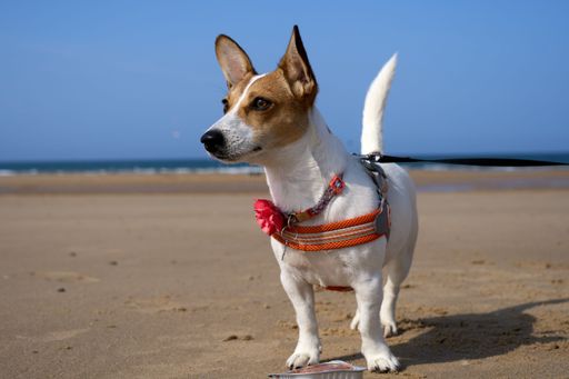 A Closeup of a cute Jack Russell Terrier puppy with a collar standing on sand looking aside