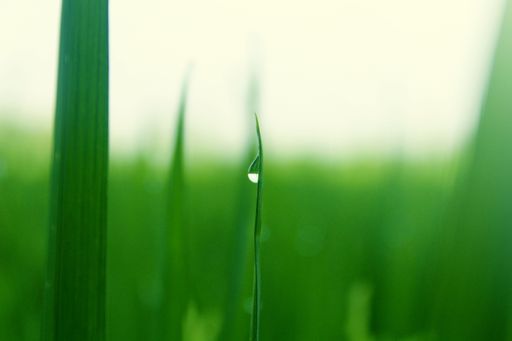 A selective focus shot of green rice blades with morning dew drops