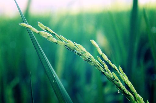 A selective focus shot of green rice plant with morning dew drops