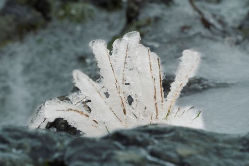 A macro photography of grass covered with a thick layer of ice on frozen ground. Grayscale shot