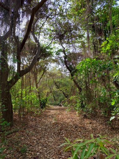 Park photo looks like taken in Jungle.