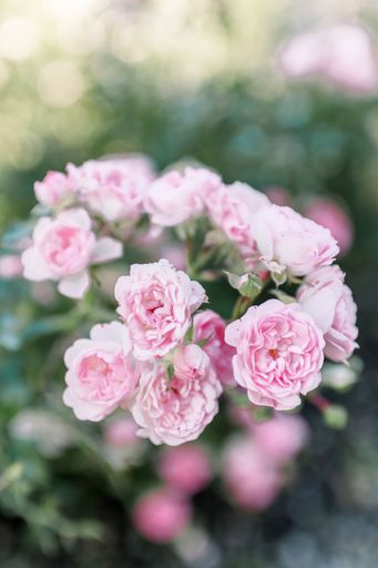 A vertical shot of pink tea roses in a beautiful garden on a blurry background