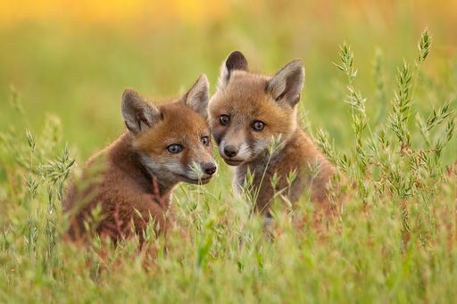 Two cute baby foxes playing in a green grassy field at daytime