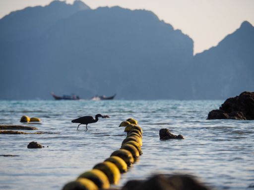 A silhouette of a cormorant on the water on Phi Phi Islands, Thailand