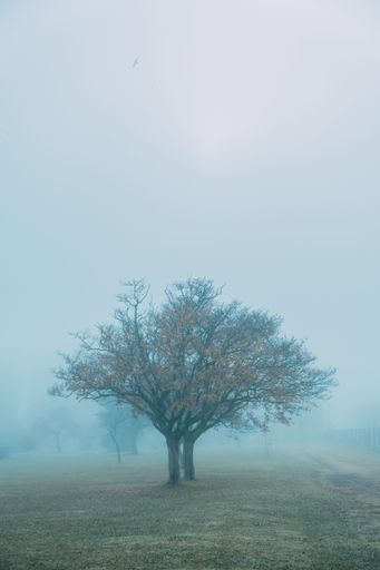 A vertical shot of trees in a foggy park