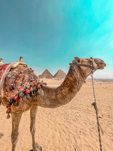 A vertical closeup of a camel against the Giza pyramids in Cairo, Egypt