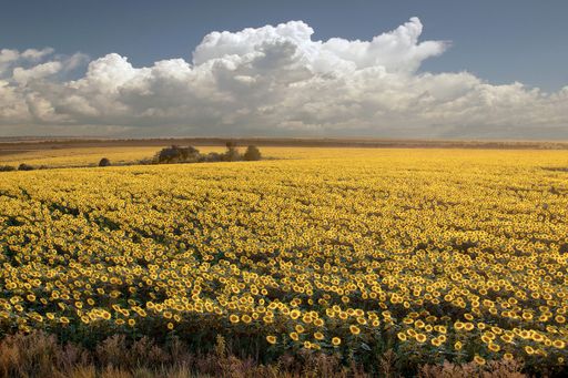 A beautiful shot of sunflower field under a blue cloudy sky