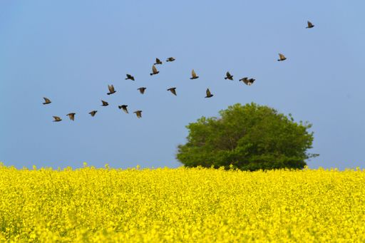 A scenic view of a flock of birds flying above a field of bright yellow flowers and a green tree on a sunny day