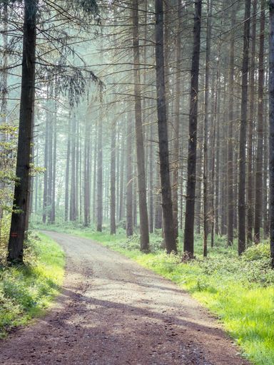 A long and narrow pathway through the green forest on a sunny day