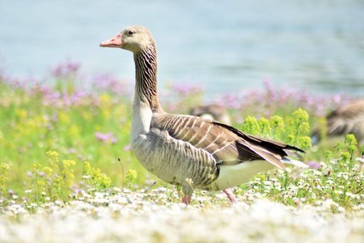 A shallow focus close-up of an adorable goose near the lake