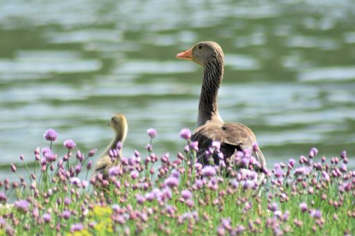 A shallow focus of an adorable goose  with it's baby near the lake