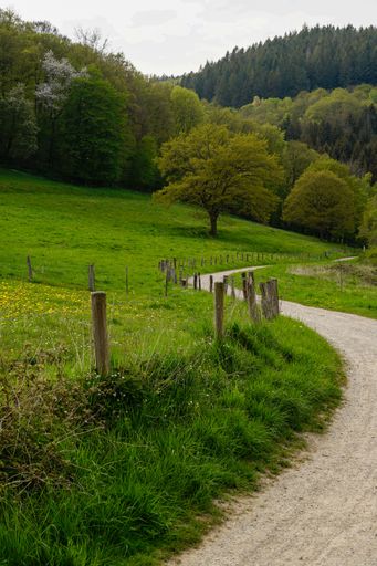 A path winding through a lush green hilly landscape in Eifel National Park, Germany