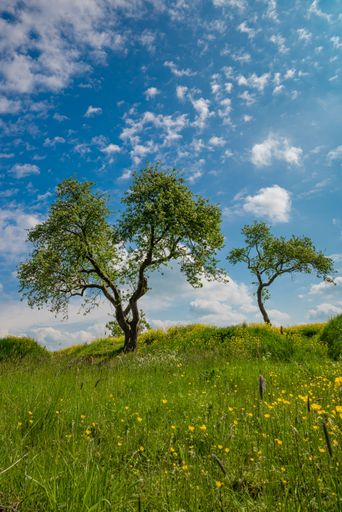A vertical shot of a tree in a beautiful field with wildflowers